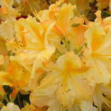 Load image into Gallery viewer, Mollis Azalea &#39;Wryneck&#39;, deciduous shrub featuring mid-green foliage and trumpet-shaped, sulphur-yellow blooms with pink edging.
