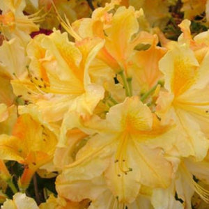 Mollis Azalea 'Wryneck', deciduous shrub featuring mid-green foliage and trumpet-shaped, sulphur-yellow blooms with pink edging.