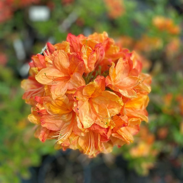 Mollis Azalea 'Gog', deciduous shrub with dark green foliage and trusses of bright, reddish-orange blooms with a tangerine flare