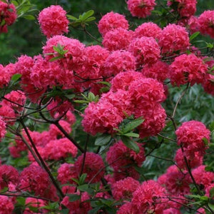 Mollis Azalea 'Homebush', deciduous shrub featuring light-green foliage and semi-double, electric-pink blooms on branch tips.