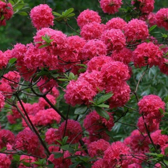 Mollis Azalea