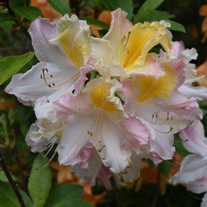 Mollis Azalea Sandpiper, pale yellow flower, flushed pink with orange blotch