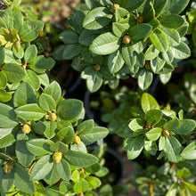 Load image into Gallery viewer, Rhododendron &#39;Molly Ann&#39; green foliage and buds
