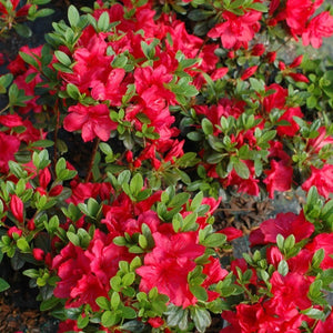 Azalea 'Mother's Day' pink flowers on bright green foliage