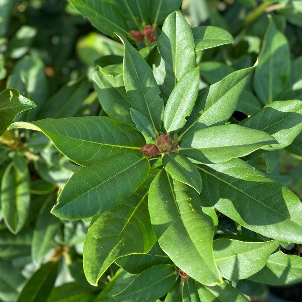 Rhododendron 'Mt Everest' green foliage and buds