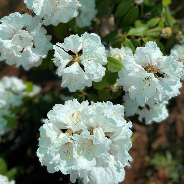 Rhododendron 'Mt Everest' evergreen shrub with clusters of white flowers