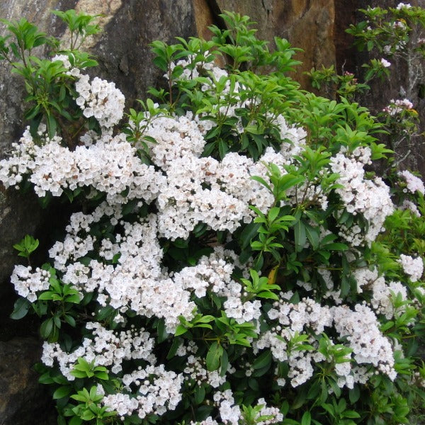 Kalmia latifolia 'Mountain Laurel', evergreen shrub with bright-green foliage and clusters of white flowers.