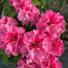 Load image into Gallery viewer, Rhododendron &#39;Mrs C B Van Ness&#39; evergreen shrub with large trusses of hot pink flowers
