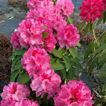 Load image into Gallery viewer, Rhododendron &#39;Mrs C B Van Ness&#39; evergreen shrub with large trusses of hot pink flowers
