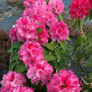 Rhododendron 'Mrs C B Van Ness' evergreen shrub with large trusses of hot pink flowers