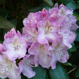 Rhododendron 'Mrs Charles Pearson', evergreen shrub with deep-green, pointy foliage and trusses of funnel-shaped blooms in pinkish-mauve with chestnut speckles.