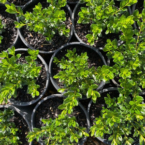 Azalea 'Mrs Kint white', green foliage