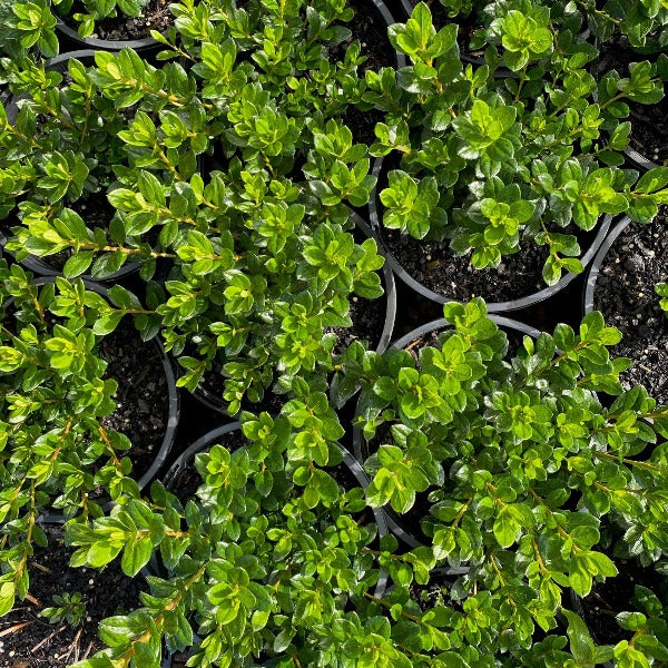 Azalea 'Mrs Kint' green foliage