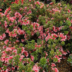 Azalea 'Mrs Kint', coral-pink blooms with white edging on glossy green foliage.