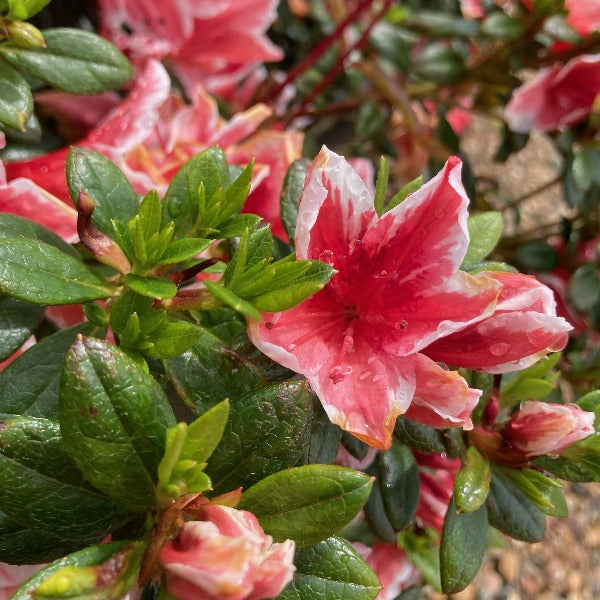 Azalea 'Mrs Kint', coral-pink blooms with white edging on glossy green foliage.