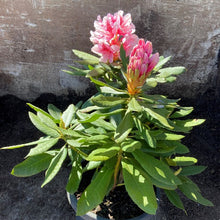 Load image into Gallery viewer, Rhododendron | Mrs G.W. Leak
