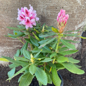 Rhododendron | Mrs G.W. Leak