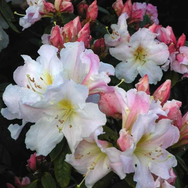 Rhododendron 'Maddenii', evergreen shrub with dull-green foliage and trusses of funnel-shaped white blooms with rose-coloured flush and golden throat.