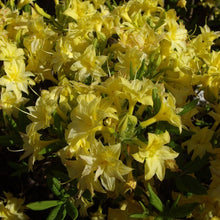 Load image into Gallery viewer, Mollis Azalea &#39;Narcissiflorum&#39;, deciduous shrub featuring bright-green foliage and clusters of small, hose in hose, sulphur-yellow blooms
