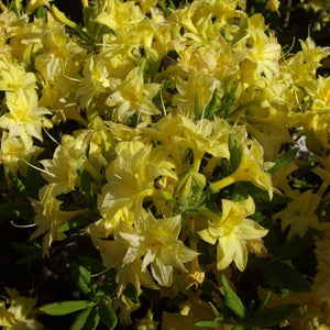 Mollis Azalea 'Narcissiflorum', deciduous shrub featuring bright-green foliage and clusters of small, hose in hose, sulphur-yellow blooms