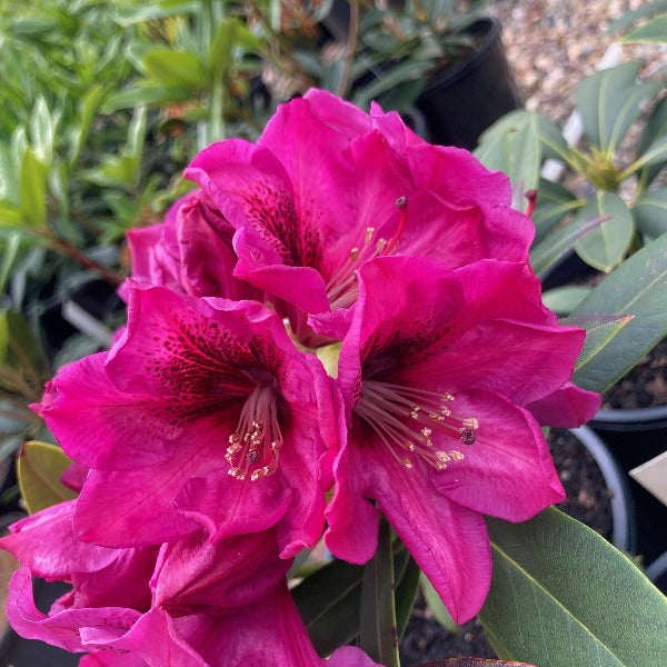 Rhododendron 'Nightwatch', evergreen shrub with forest-green foliage and clusters of funnel-shaped, deep-magenta blooms with darker speckles.