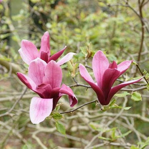Magnolia | Nigra