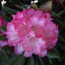 Load image into Gallery viewer, Rhododendron &#39;Noyo Brave&#39;, evergreen shrub with dark-green, pointy foliage and clusters of bell-shaped, bright-pink, wavy edged flowers.
