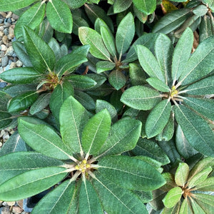 Rhododendron Noyo Brave, pointy dark-green foliage