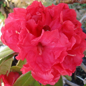 Rhododendron Noyo Chief, close up of bright red flowers