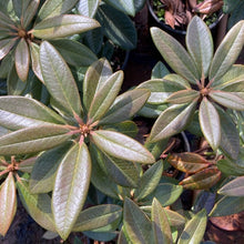 Load image into Gallery viewer, Rhododendron &#39;Noyo Chief&#39; foliage
