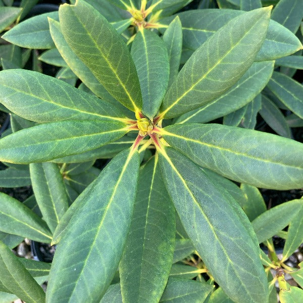 Rhododendron 'Old Copper' green foliage.