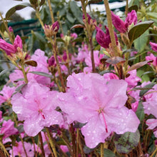 Load image into Gallery viewer, Rhododendron &#39;Olive&#39;, compact evergreen with pink-purple flowers.
