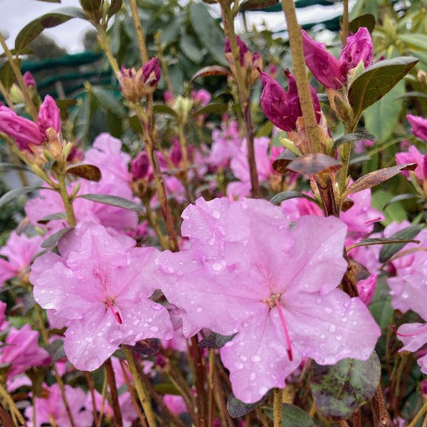 Rhododendron 'Olive', compact evergreen with pink-purple flowers.