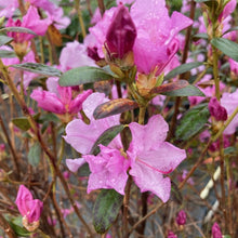 Load image into Gallery viewer, Rhododendron &#39;Olive&#39;, compact evergreen with pink-purple flowers.
