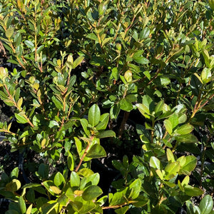 Rhododendron Olive green foliage