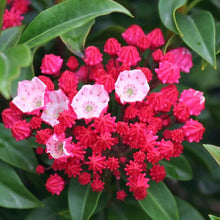 Load image into Gallery viewer, Kalmia latifolia &#39;Ostbo Red&#39;, evergreen shrub with dark green foliage and clusters of distinctive red flowers.
