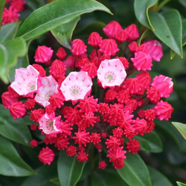 Kalmia latifolia 'Ostbo Red', evergreen shrub with dark green foliage and clusters of distinctive red flowers.