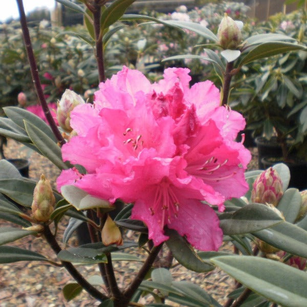 Rhododendron 'Our Gem', evergreen shrub with mid-green, pointy foliage and ball-shaped trusses of cerise-pink blooms.