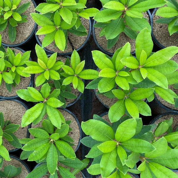 Rhododendron Our Gem young plants in pots