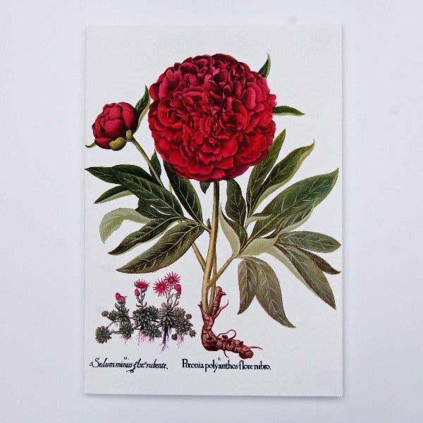 Handmade Greeting Card,  featuring Peonie flowers,  blank inside.