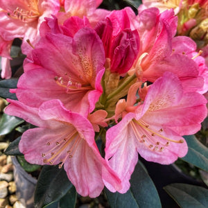 Rhododendon 'Percy Wiseman', bell-shaped trusses of pale-pink flowers tinged with yellow. 