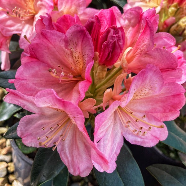 Rhododendon 'Percy Wiseman', bell-shaped trusses of pale-pink flowers tinged with yellow. 