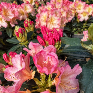 Rhododendon 'Percy Wiseman', bell-shaped trusses of pale-pink flowers tinged with yellow.