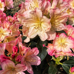 Rhododendon 'Percy Wiseman', bell-shaped trusses of pale-pink flowers tinged with yellow.