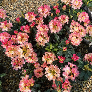 Rhododendon 'Percy Wiseman', bell-shaped trusses of pale-pink flowers tinged with yellow.