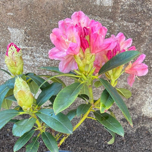 Rhododendron | Percy Wiseman