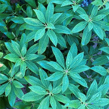 Load image into Gallery viewer, Pieris Christmas Cheer green foliage
