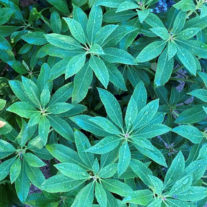 Pieris Christmas Cheer green foliage