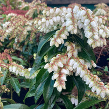 Load image into Gallery viewer, Pieris Japonica  with clusters of small bell-shaped flowers and deep green foliage
