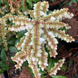 Pieris Japonica  with clusters of small bell-shaped flowers and deep green foliage